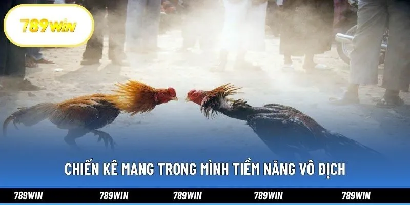 Chiến kê mang trong mình tiềm năng vô địch