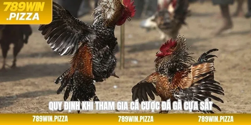 Các quy định chung khi chơi cược chọi kê cựa sắt