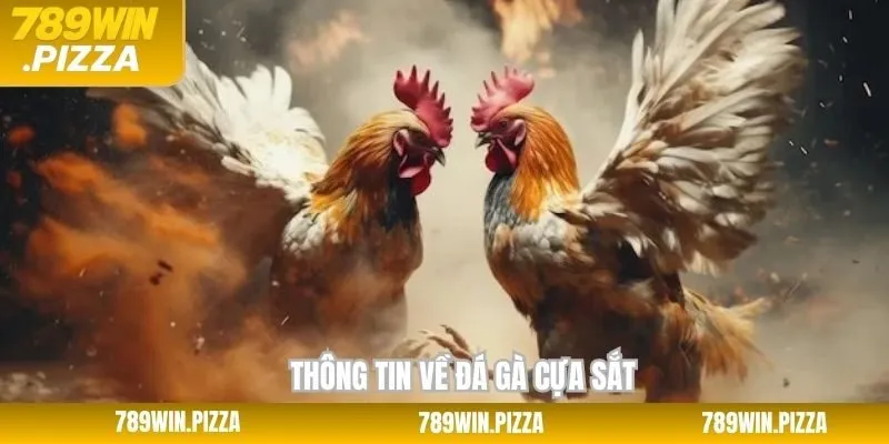 Sơ lược vài nét về chọi kê cựa sắt